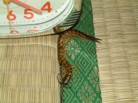 image of centipede