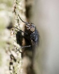 image of fly