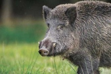 image of boar #45
