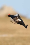 image of black_grouse #25