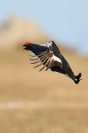 image of black_grouse