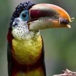 image of bird