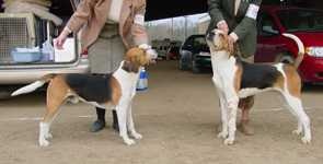 image of english_foxhound