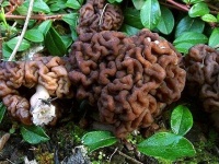 image of gyromitra