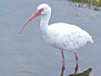 image of ibis