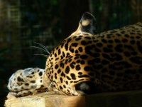 image of animal