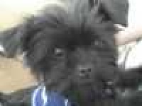 image of affenpinscher