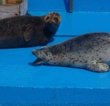 image of animal
