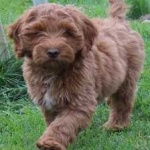 image of animal