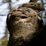 image of bird