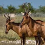 image of hartebeest