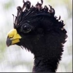 image of bird