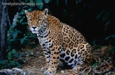 image of jaguar_car
