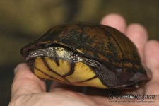 image of mud_turtle