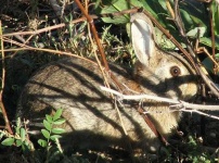 image of wood_rabbit
