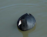 image of american_coot