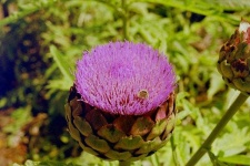 image of artichoke_flower #63