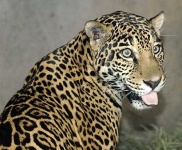 image of jaguar_car