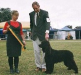 image of irish_water_spaniel #9