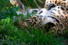 image of jaguar_car