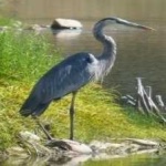 image of bird