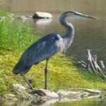 image of blue_heron #20