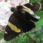 image of banded_butterfly #121