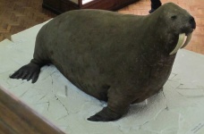 image of animal