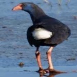 image of bird
