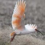 image of asian_crested_ibis #32