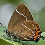 image of animal