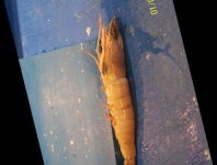 image of fish