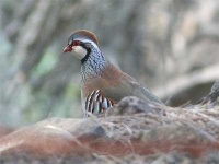 image of partridge