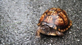 image of animal