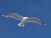 image of seagull