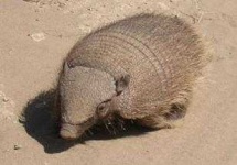 image of armadillo