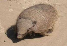 image of armadillo #34