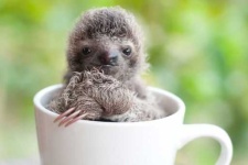 image of sloth