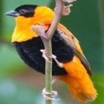 image of bird