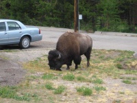 image of bison