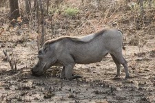 image of warthog