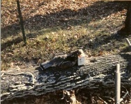 image of grouse #30