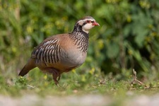 image of partridge