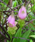image of flower