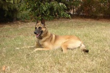 image of malinois