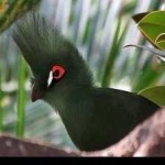 image of bird