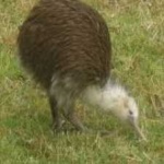 image of bird