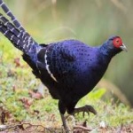 image of bird