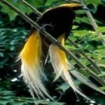 image of bird