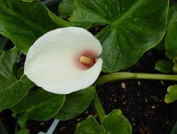 image of giant_white_arum_lily #50